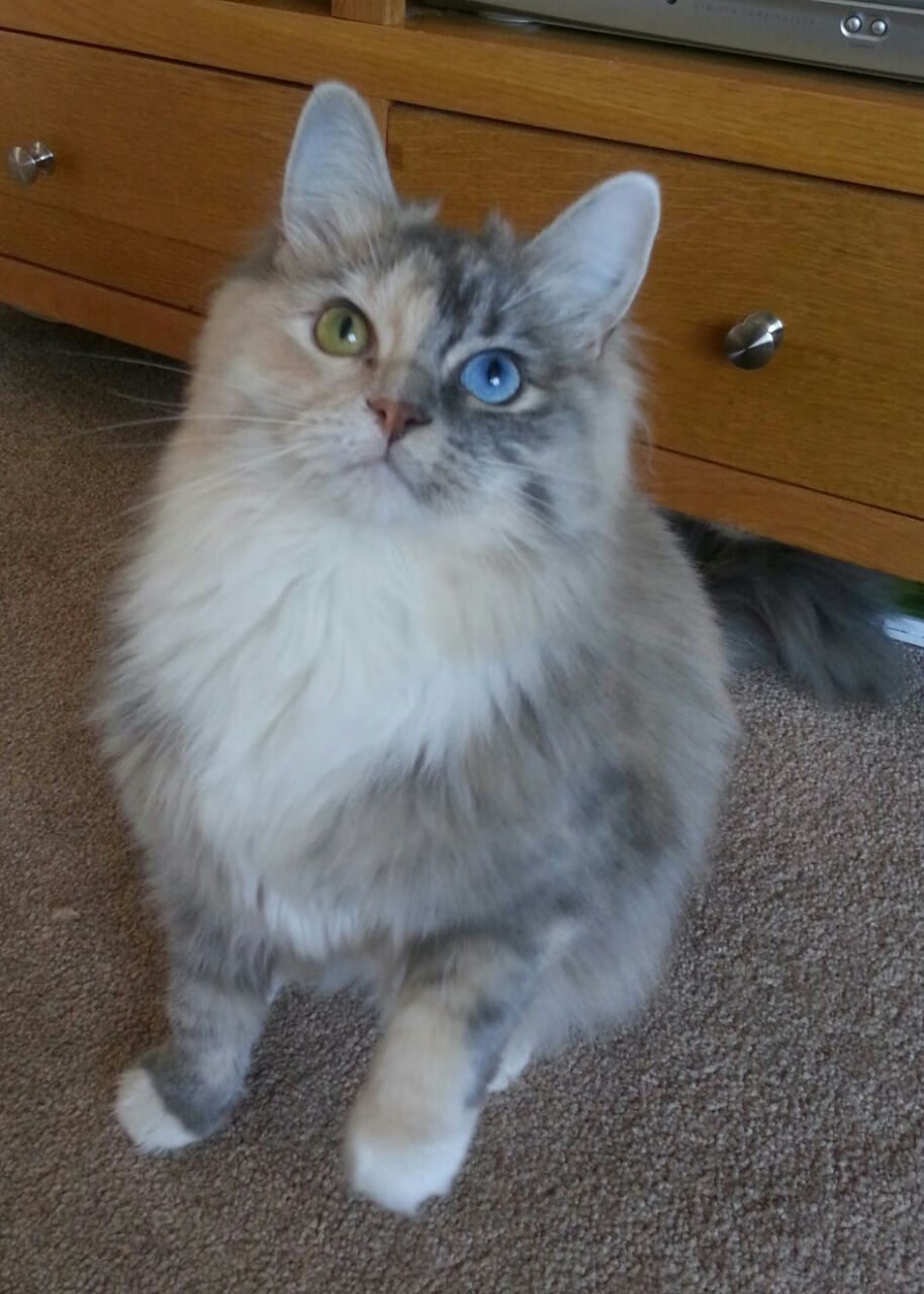 _关节康复运动:科技健康新突破_,关节功能康复训练