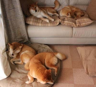 _传统体育新风尚:尘封古技焕发新光彩_,传统体育文化传承