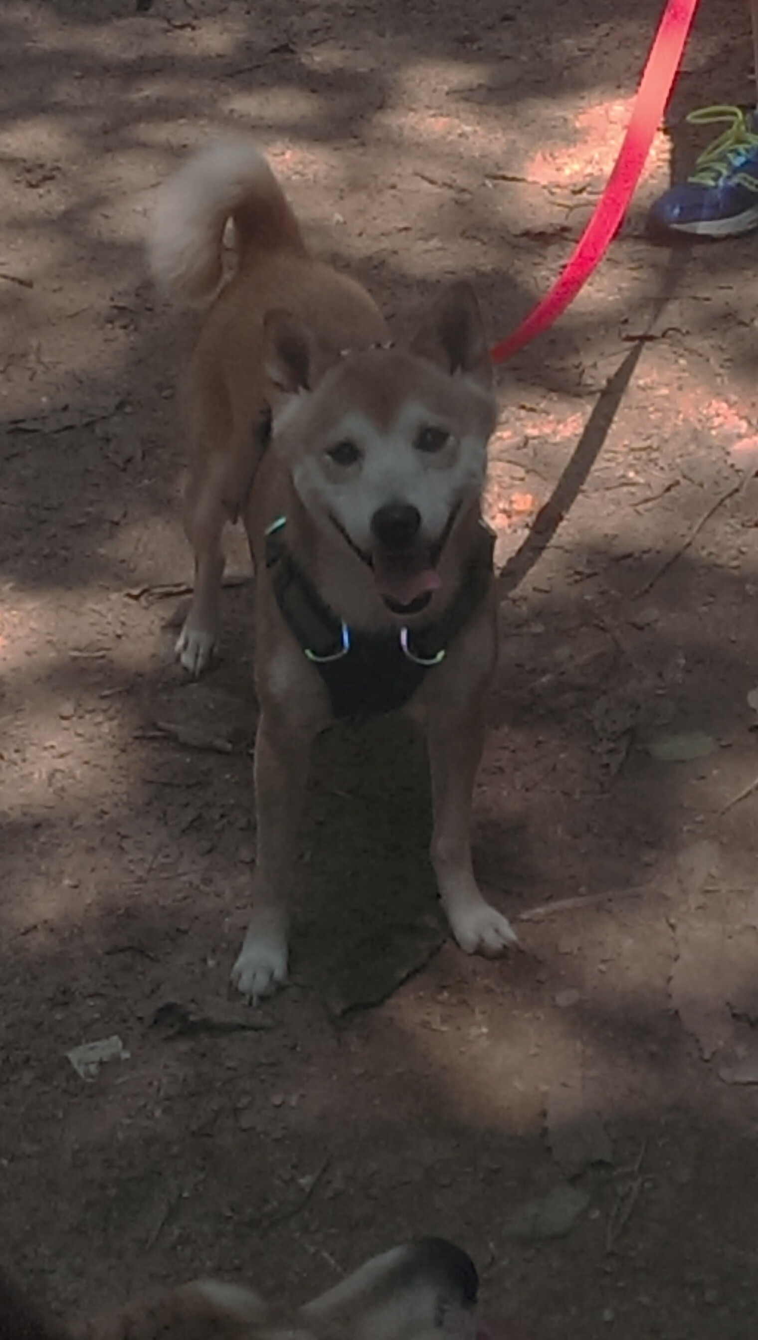 爱游戏app下载-_城市徒步探险：发现城市隐藏的秘密角落_，城市徒步鞋对比评测