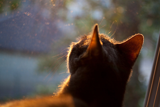 爱游戏-《虚拟偶像荧幕助阵电竞比赛，明星效应持续扩大》，虚拟偶像舞台